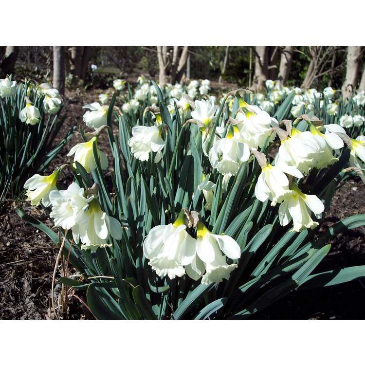 Narcissus pseudonarcissus subsp. moschatus - daffodil