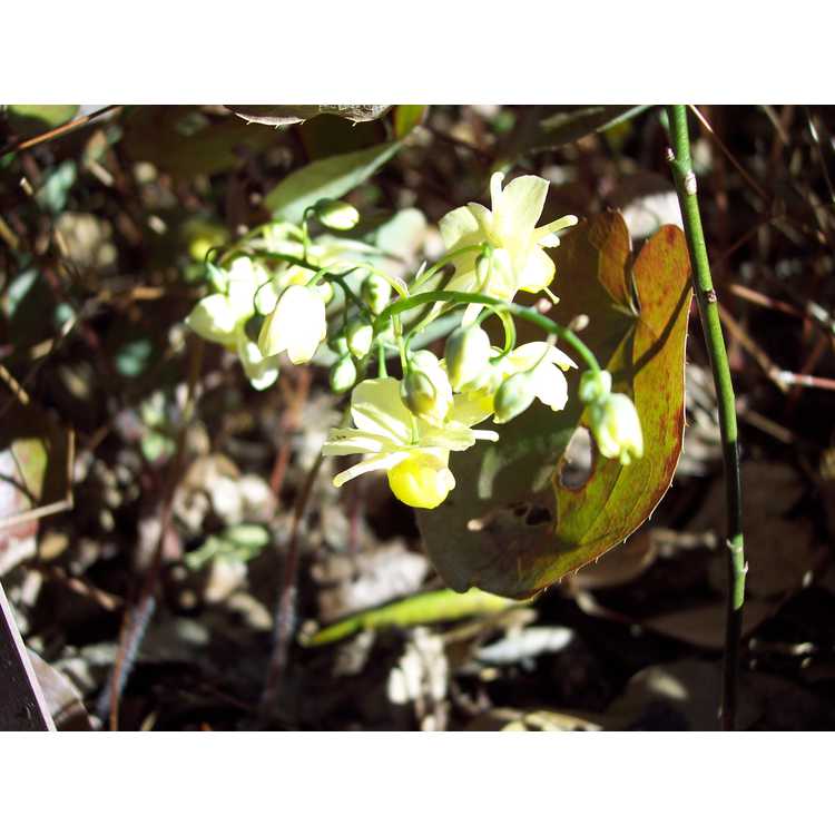 Epimedium ×versicolor 'Sulphureum' - fairy wings
