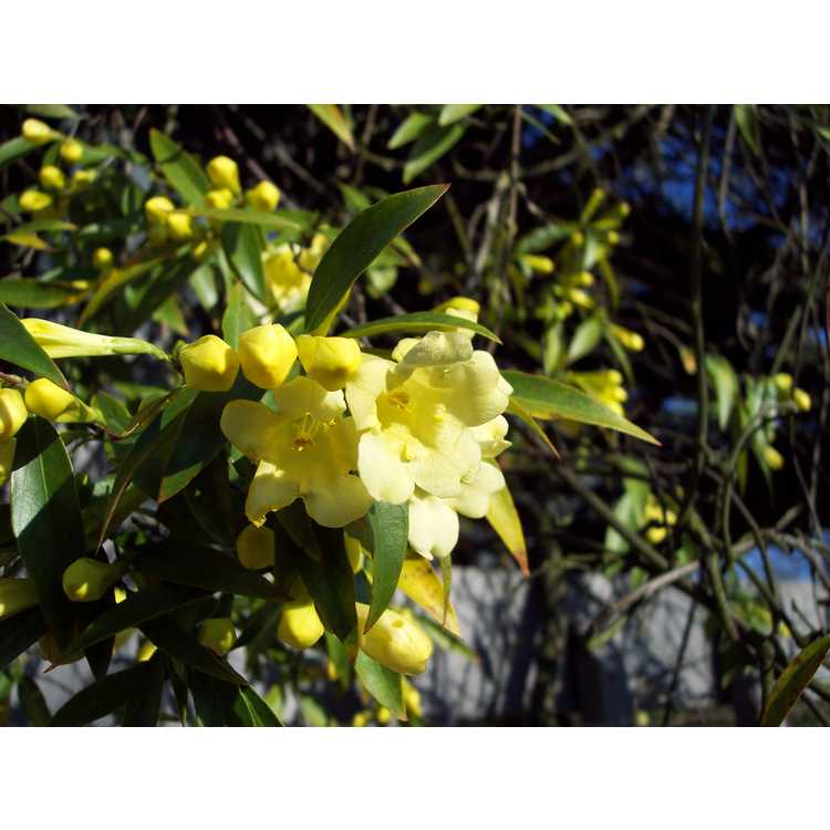 Gelsemium sempervirens 'Woodlanders Pale Yellow' - Carolina jessamine