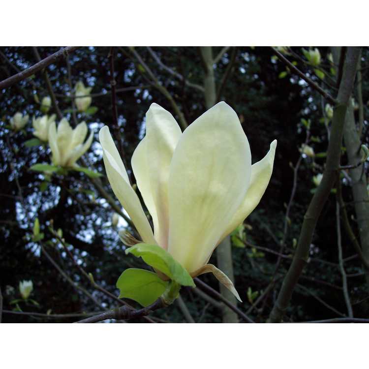 Magnolia 'Yellow Lantern' - yellow magnolia