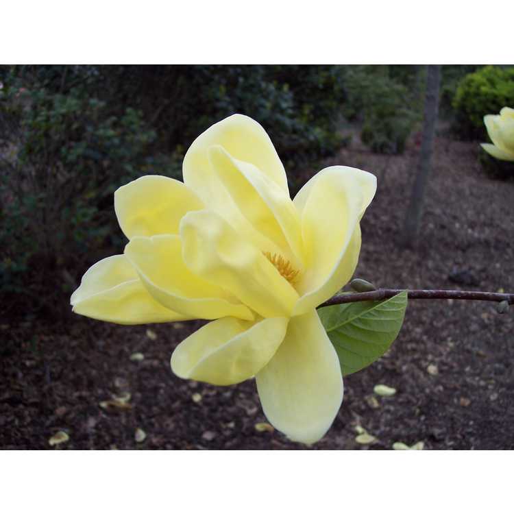 Magnolia Lois