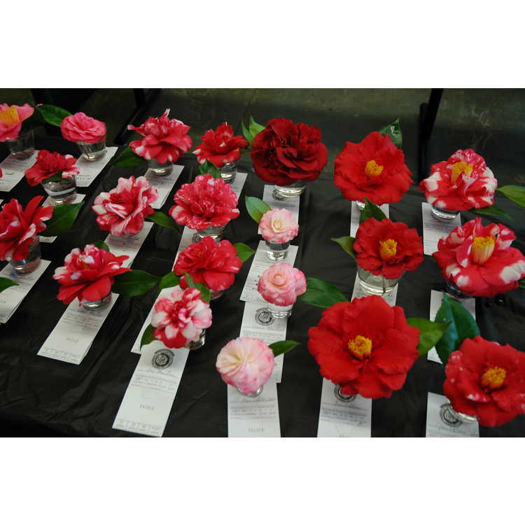 Camellia Display and Floral Design Show at the JCRA
