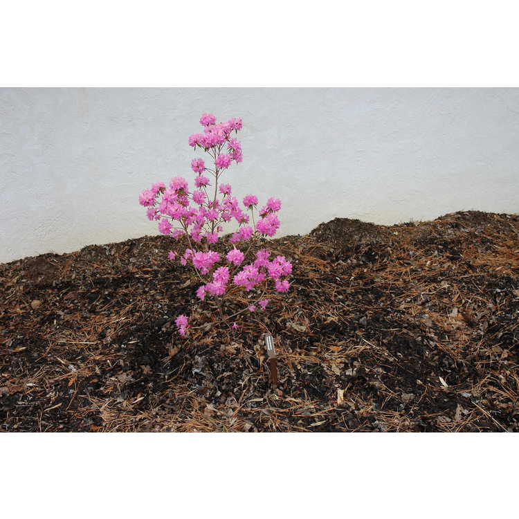Japanese hybrid azalea