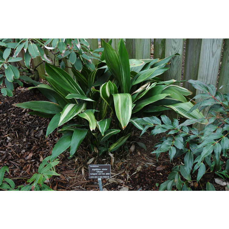 variegated cast-iron plant
