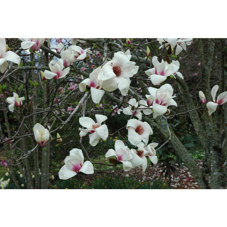 Magnolia 'Jon Jon' - Gresham hybrid magnolia