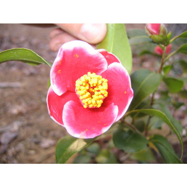<em>Camellia japonica</em> 'Tama-no-ura'
