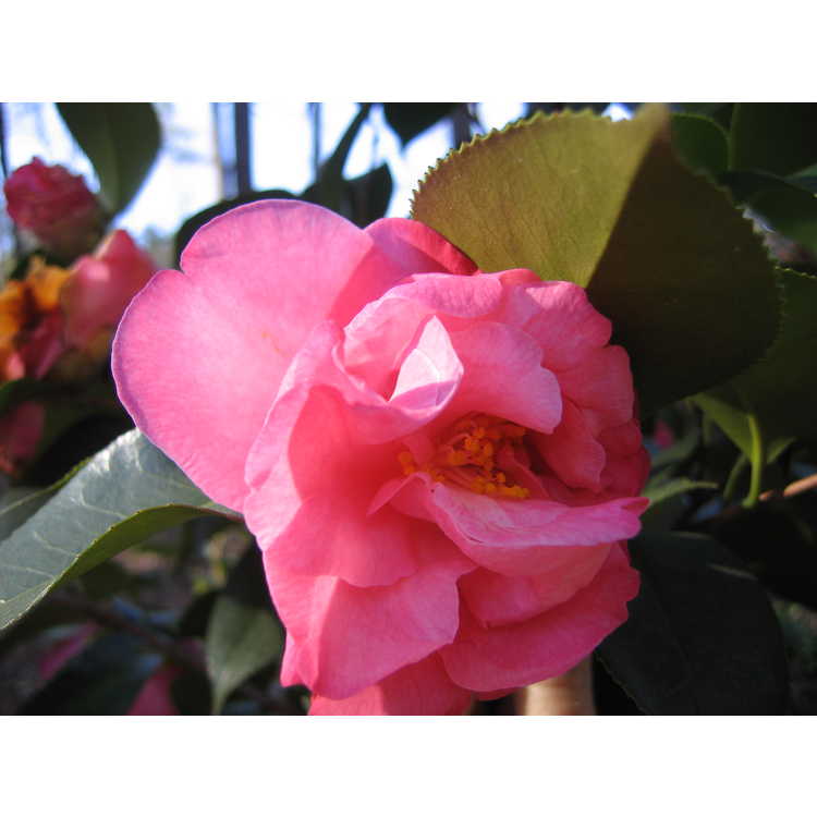 <em>Camellia</em> 'Berenice Beauty'