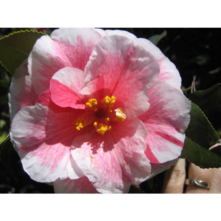 Camellia - camellia