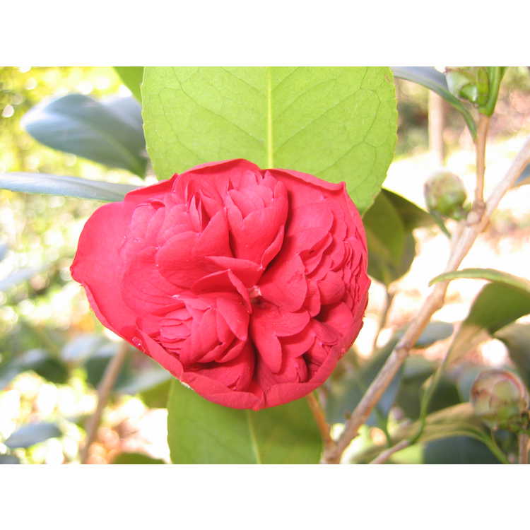Camellia japonica 'Professor Sargent' - Japanese camellia