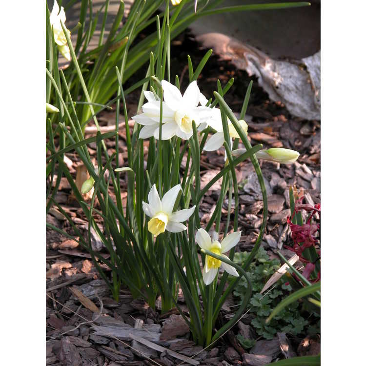 Narcissus 'Sailboat' - jonquilla daffodil