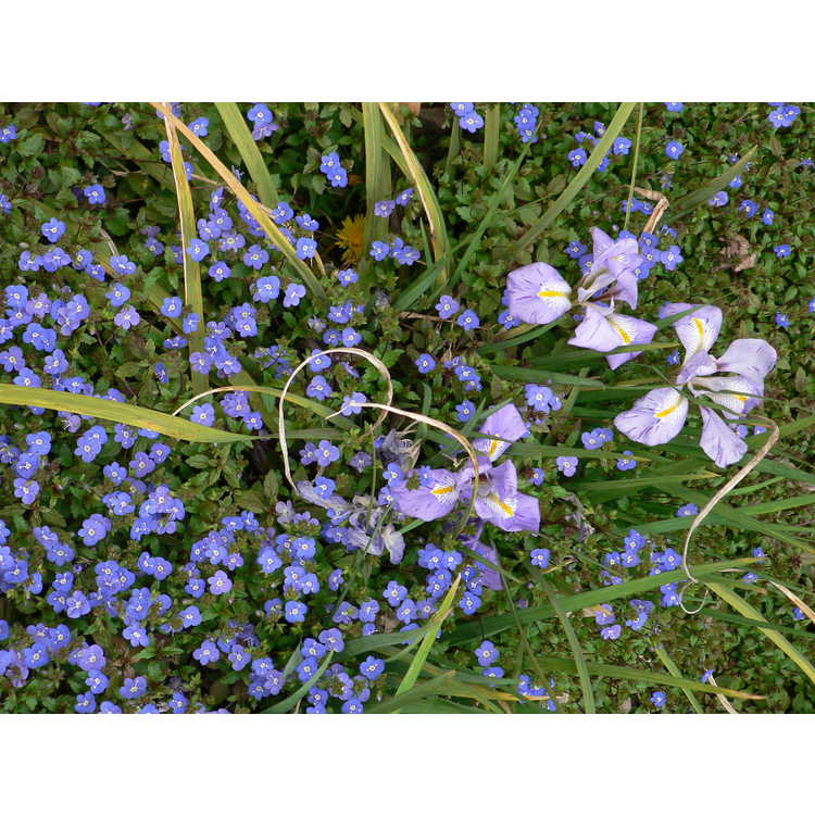 winter flowering iris