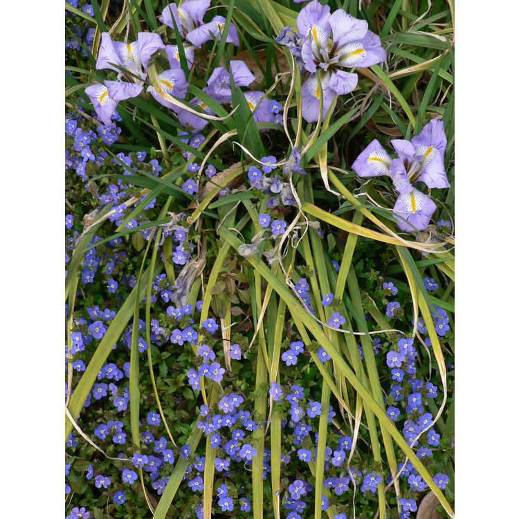winter flowering iris