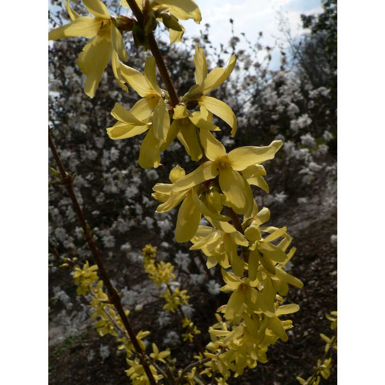 Forsythia ×intermedia 'Ford Freeway' - variegated goldenbells