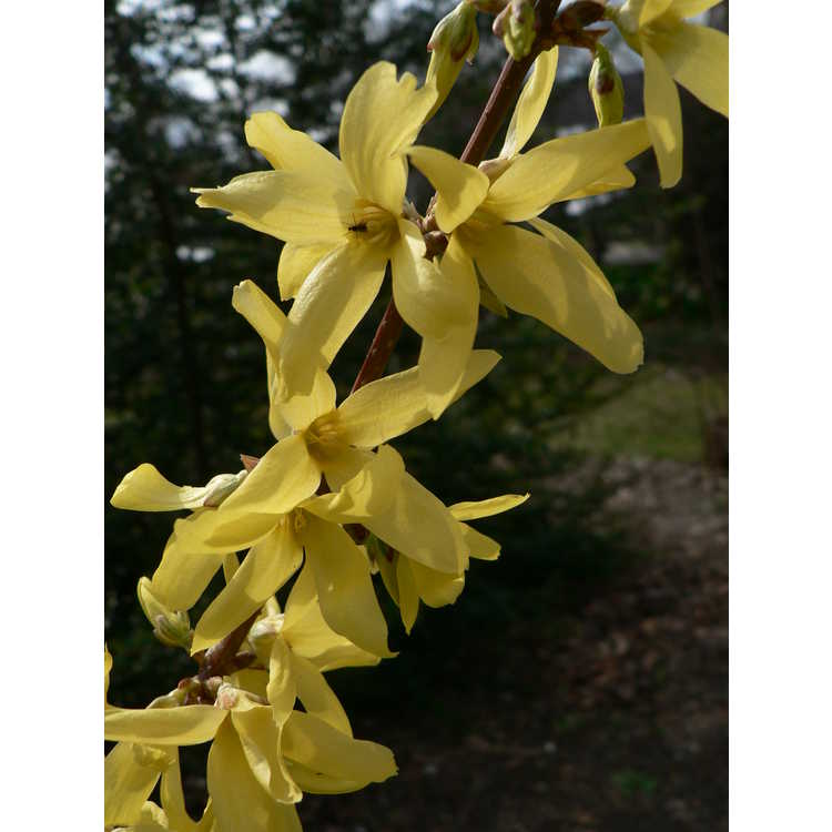 Forsythia ×intermedia 'Ford Freeway' - variegated goldenbells