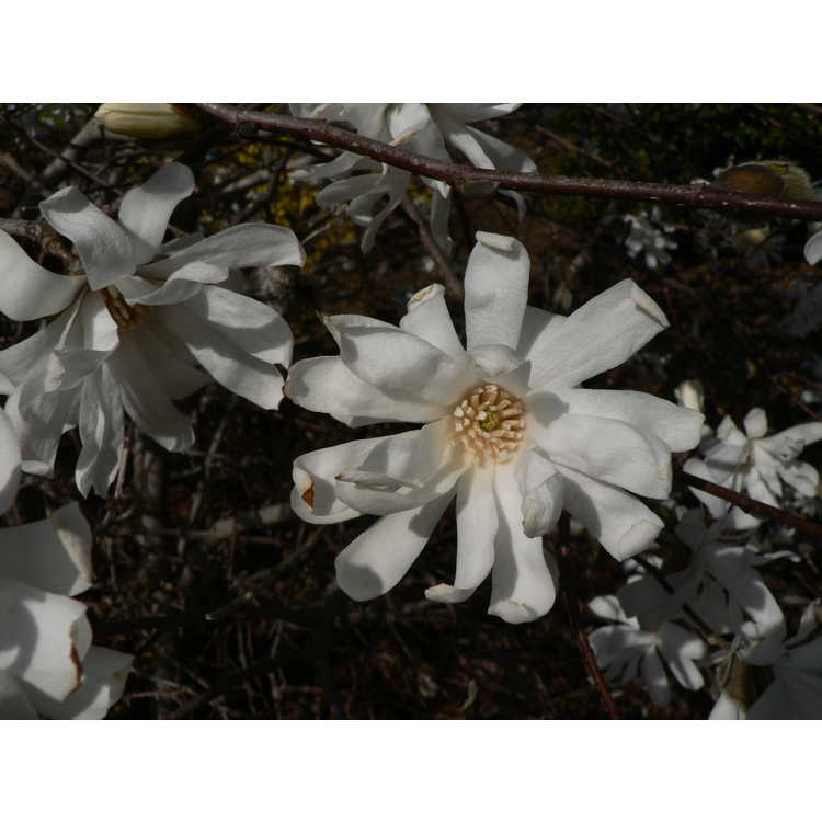 Magnolia ×loebneri 'Willowwood' - Loebner magnolia