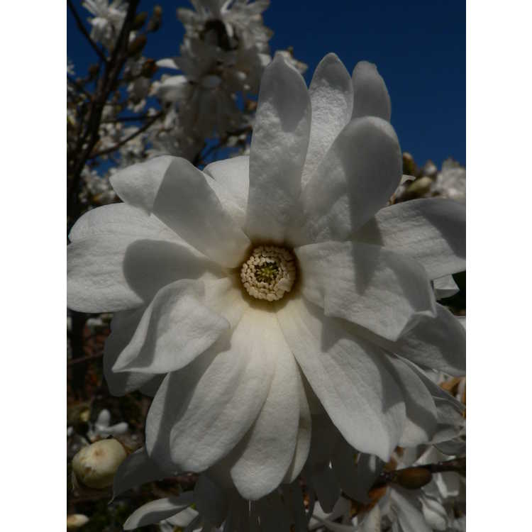 Magnolia ×loebneri 'Willowwood'