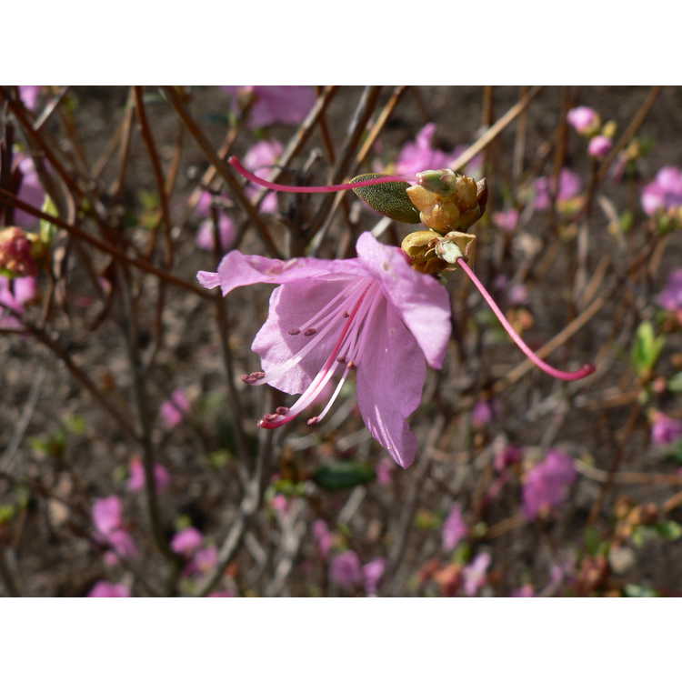 <em>Rhododendron</em> 'Staccato'