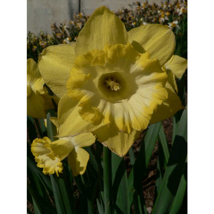 trumpet daffodil