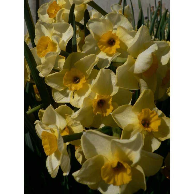 Narcissus 'Golden Dawn' - tazetta daffodil