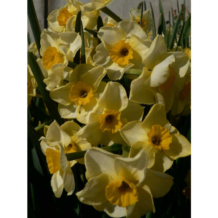 Narcissus 'Golden Dawn' - tazetta daffodil