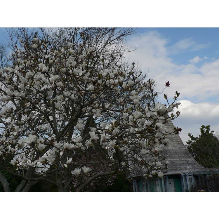 Magnolia 'Elisa Odenwald' - Gresham hybrid magnolia