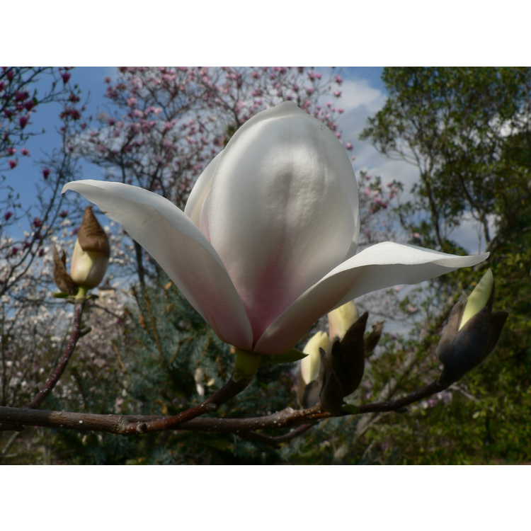<em>Magnolia</em> 'Sayonara'