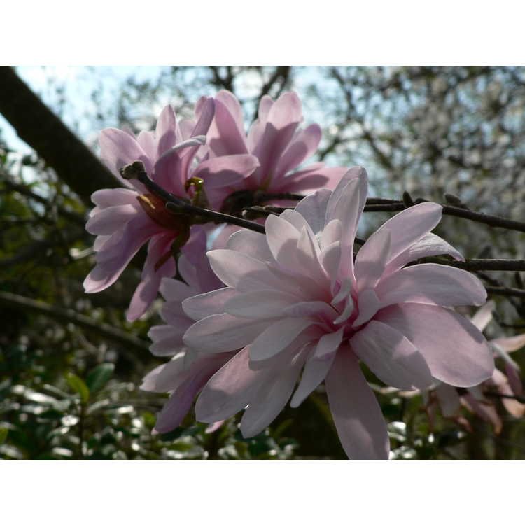 Magnolia stellata 'Jane Platt' - star magnolia