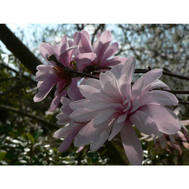 Magnolia stellata 'Jane Platt' - star magnolia