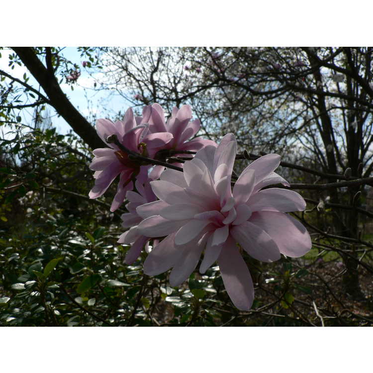 <em>Magnolia stellata</em> 'Jane Platt'