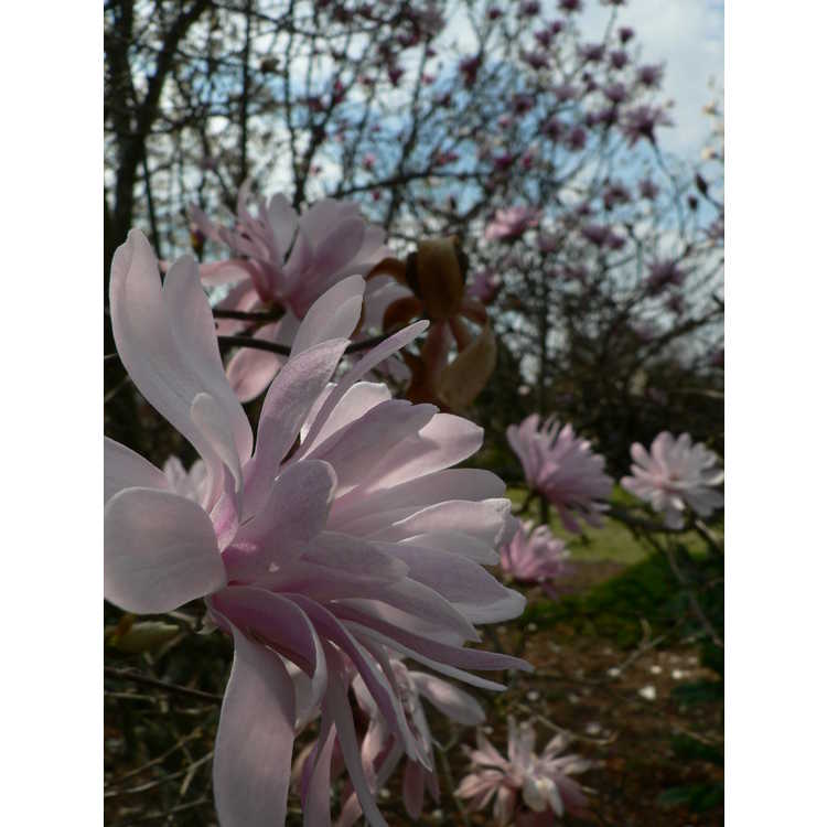 <em>Magnolia stellata</em> 'Jane Platt'