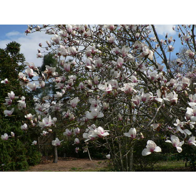 Magnolia 'Jon Jon' - Gresham hybrid magnolia