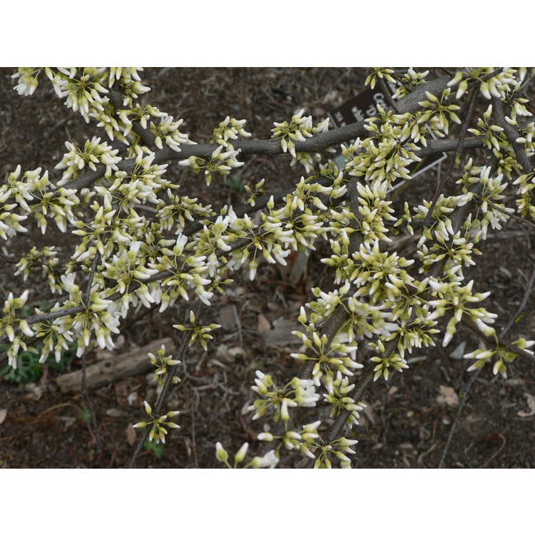 Cercis canadensis 'Dwarf White'