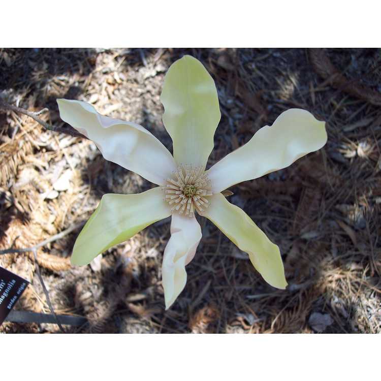 Magnolia 'Stellar Acclaim'