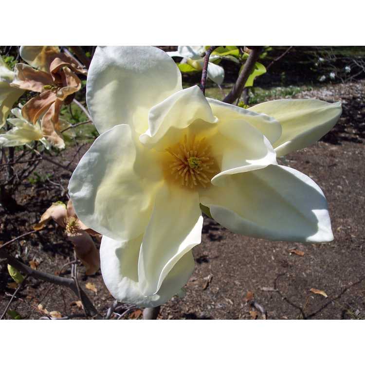 Magnolia Sun Ray