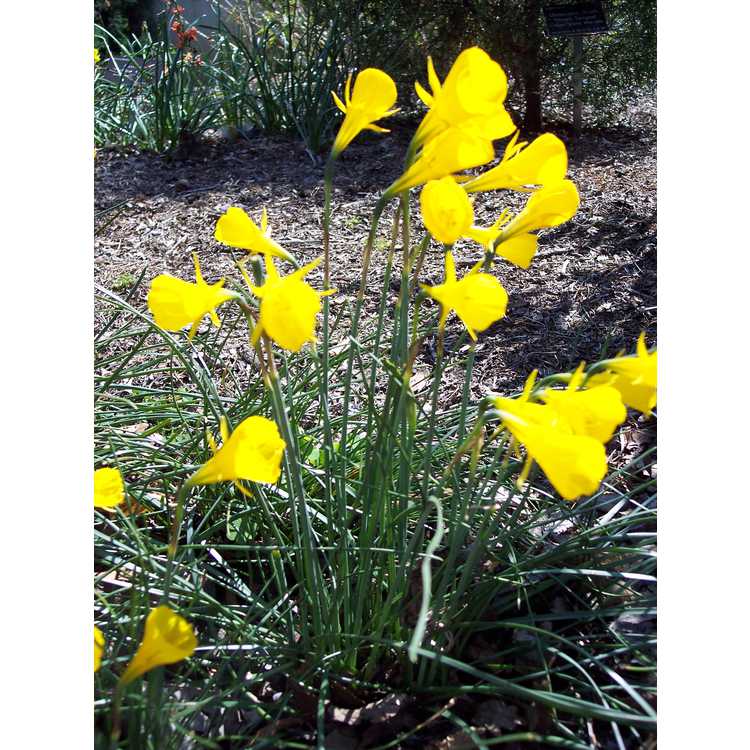 Narcissus 'Golden Bells' - hoop petticoat daffodil