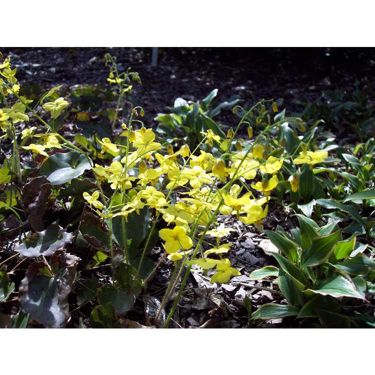 Epimedium ×perralchicum - barrenwort