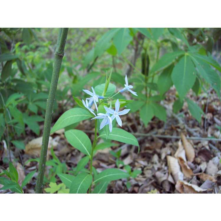 Amsonia tabernaemontana - eastern blue-star