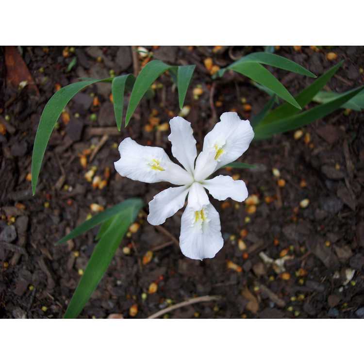 Iris cristata 'Gene Cline Form'