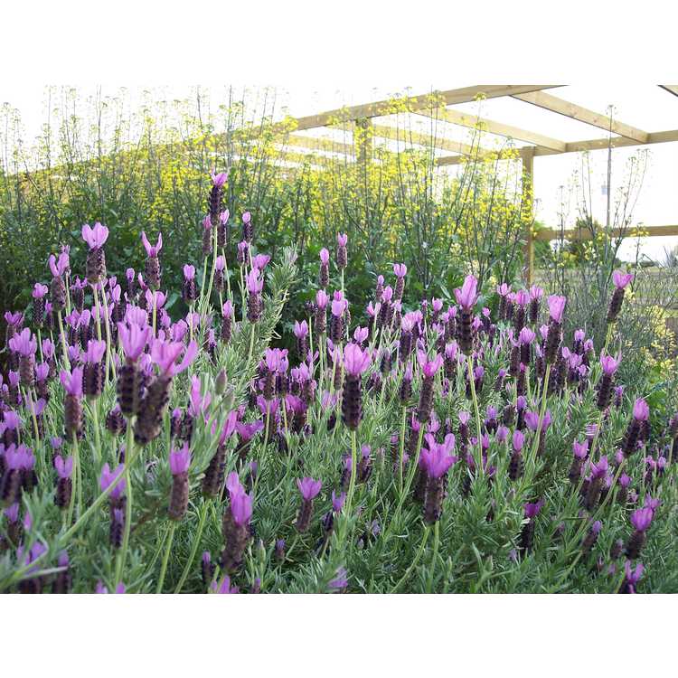 Lavandula stoechas - Spanish lavender, Italian lavender