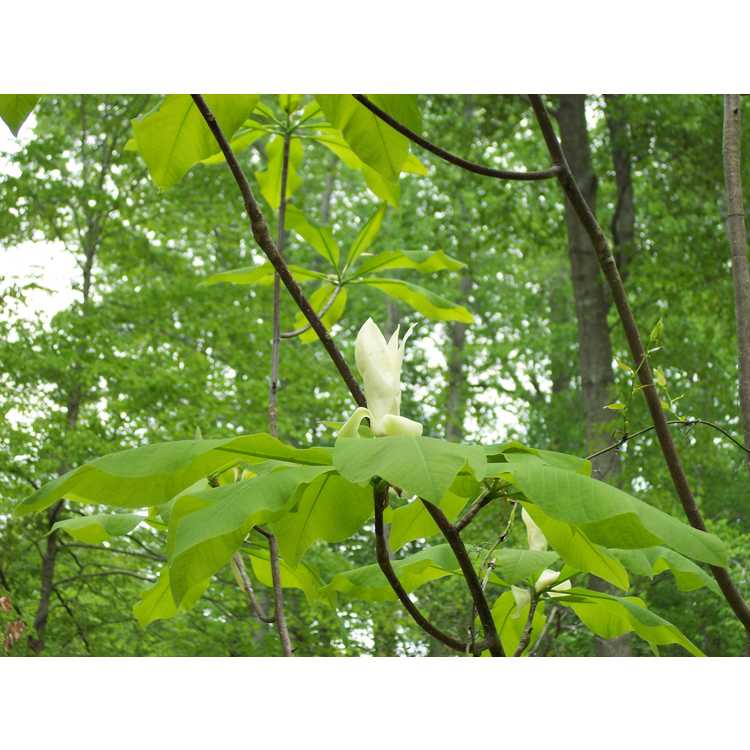Magnolia tripetala - umbrella magnolia