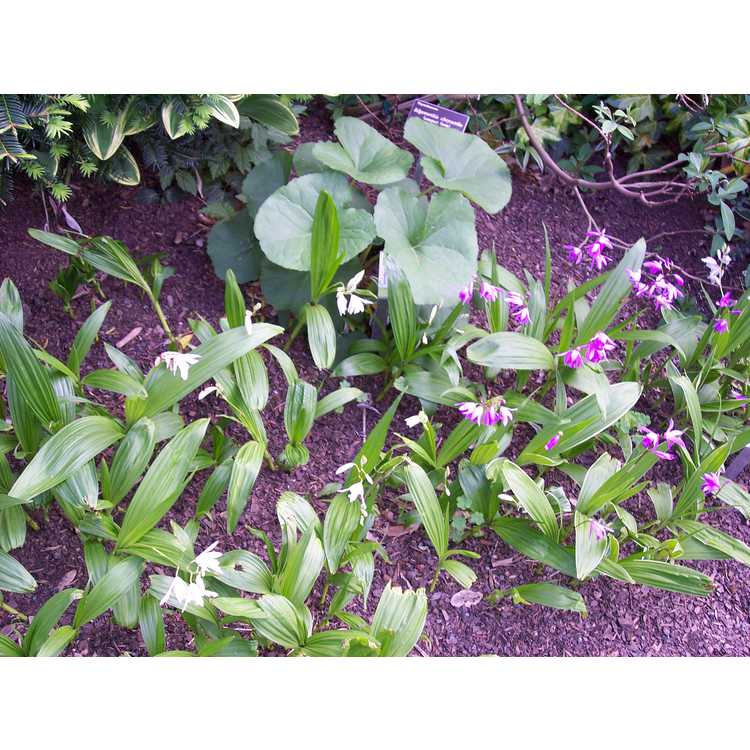 Bletilla striata - ground orchid