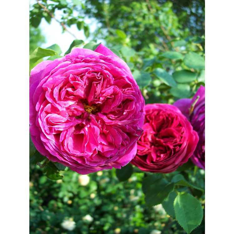 Othello shrub rose
