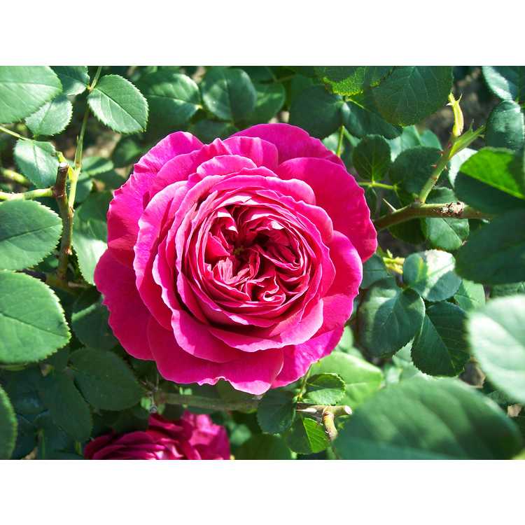 Othello shrub rose