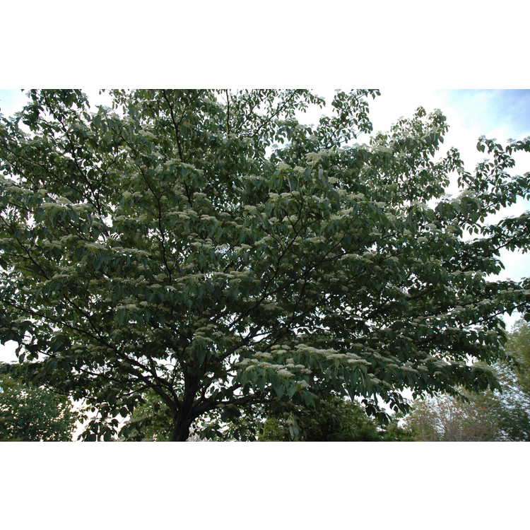 Cornus controversa - giant dogwood