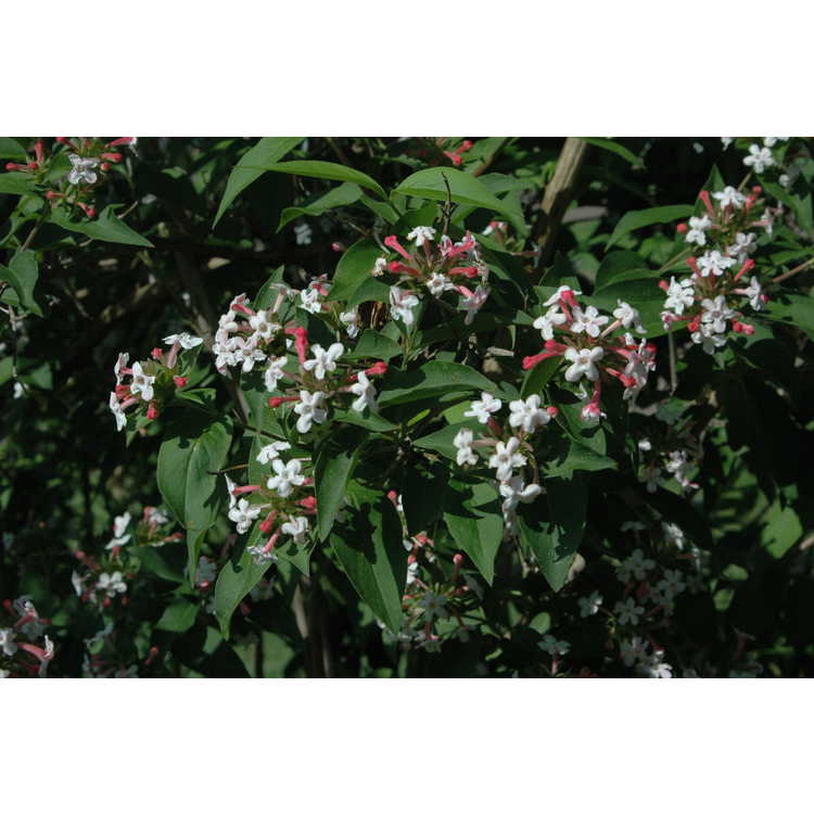 Abelia mosanensis - Mangsan abelia