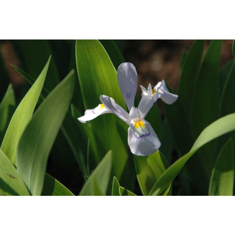 Iris cristata Vein Mountain
