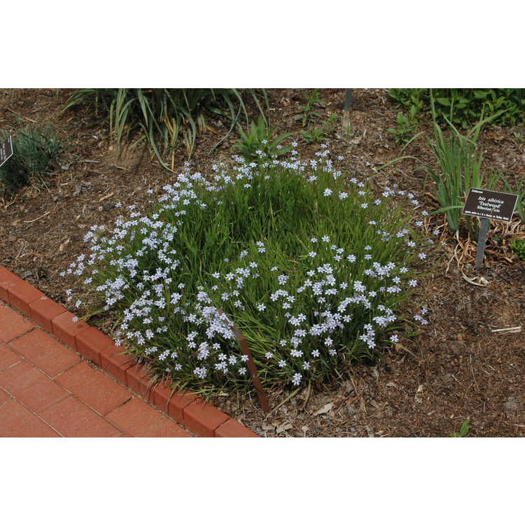 Sisyrinchium - blue-eyed grass