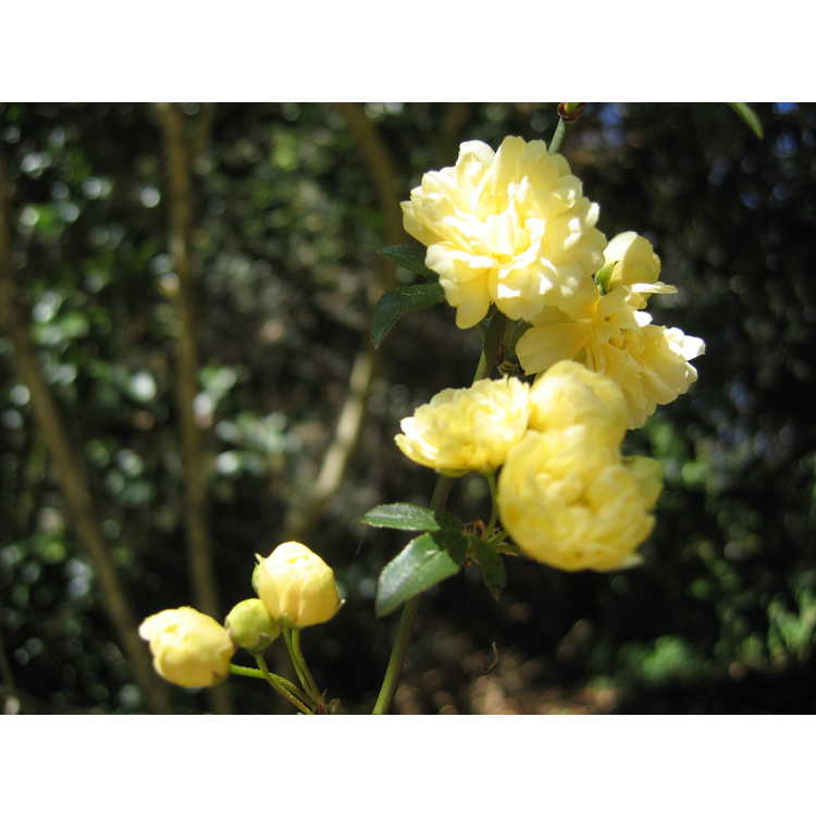 Rosa banksiae 'Lutea' - Lady Banks' rose