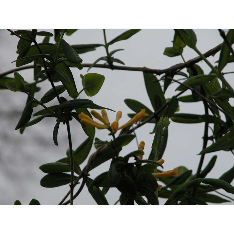 Lonicera sempervirens 'John Clayton' - yellow trumpet honeysuckle
