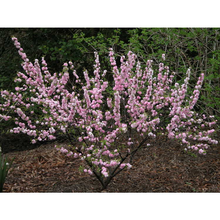 pink double flowering almond